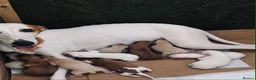 Whippet dogs for sale: 🐾 Beautiful Whippet Puppies – Boys & Girls - Advert 20
