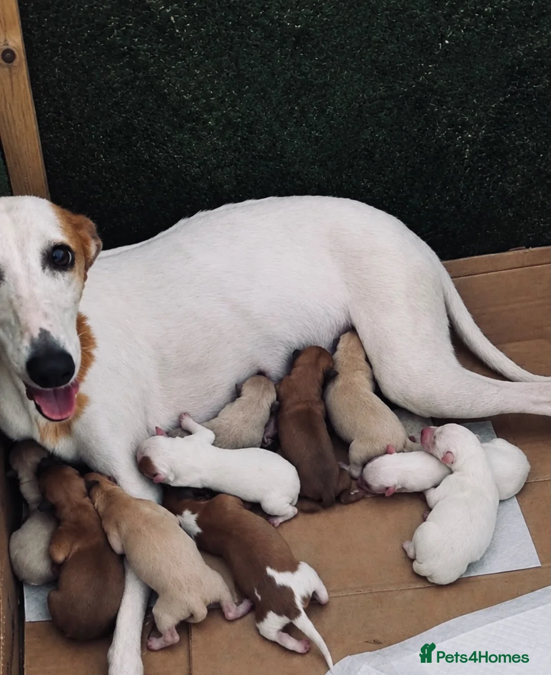 Whippet dogs for sale: 🐾 Beautiful Whippet Puppies – Boys & Girls - Advert 20