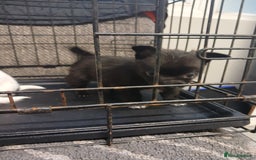 Mixed Breed dogs for sale: Pomeranian cross puppies ready now - Image 3