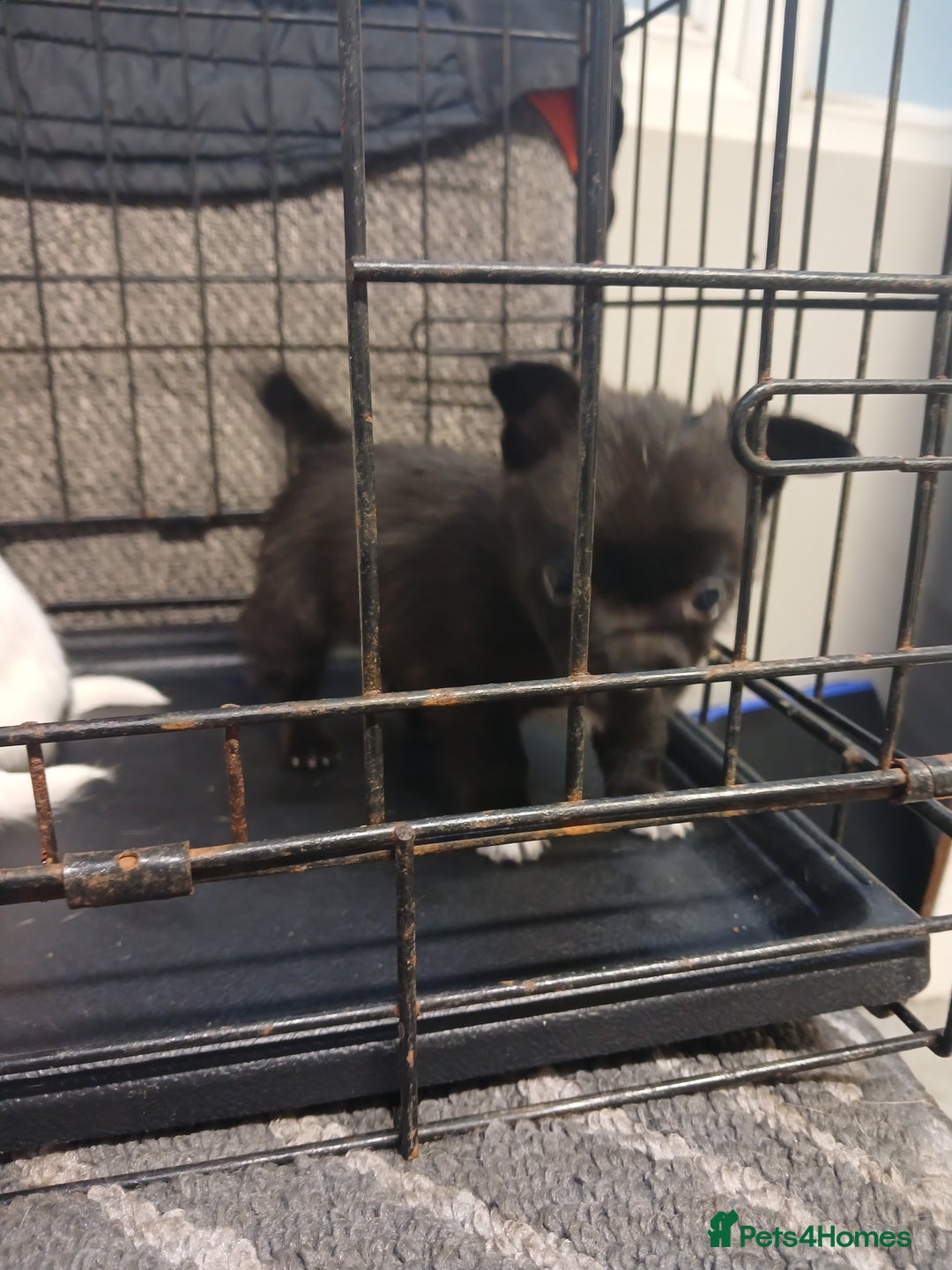 Mixed Breed dogs for sale: Pomeranian cross puppies ready now - Image 3