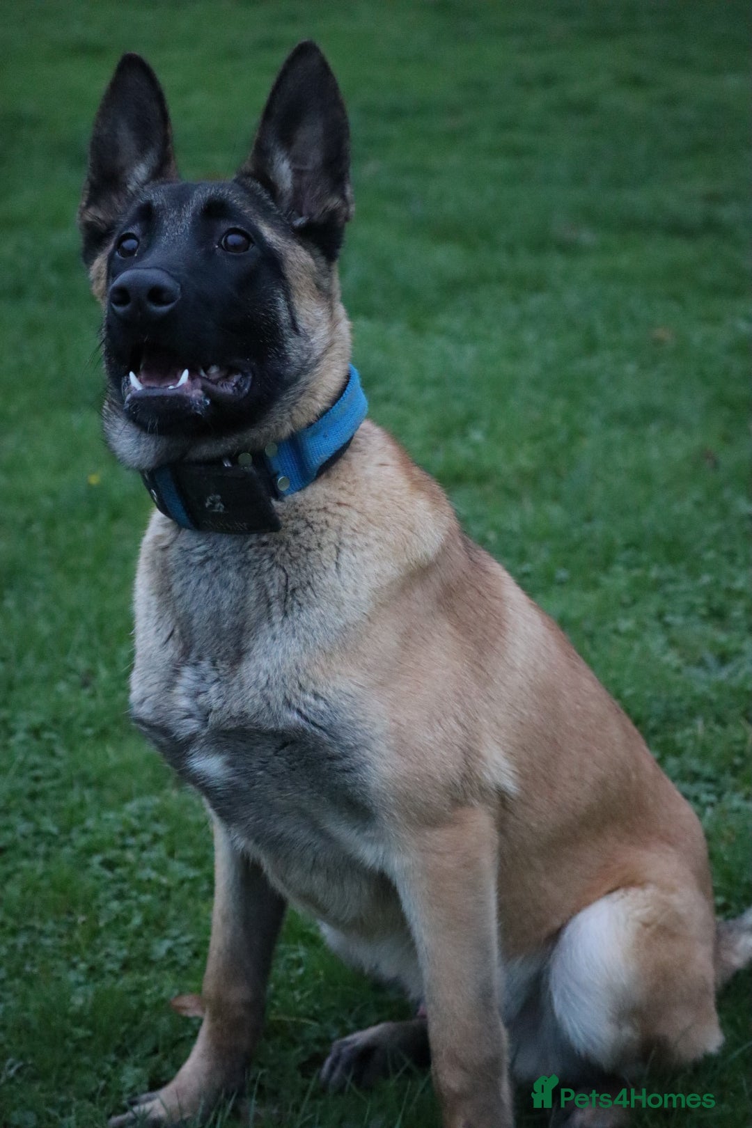Belgian Shepherd Dog dogs for sale: Big bone malinois male  - Advert 1