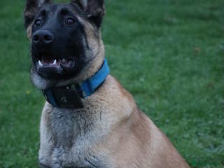 Belgian Shepherd Dog dogs Big bone malinois male - Advert 3