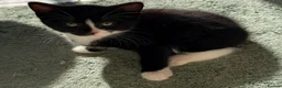 Domestic Shorthair cats for sale: 🐾 4 Lovely Kittens Looking for Homes  🐾    - Advert 2