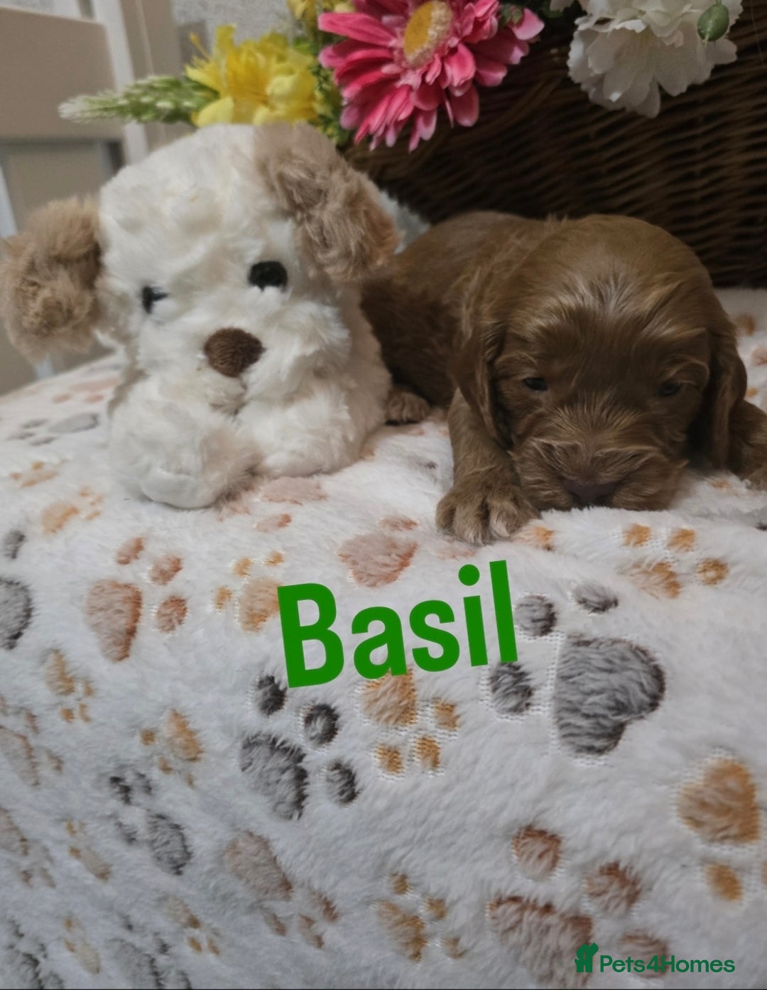 Cockapoo dogs for sale: Health tested cockerpoo F1 pups licensed Breeder  - Advert 9