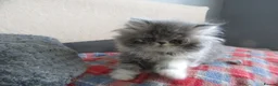 Persian cats for sale: Adorable female Persian kittens - Advert 8