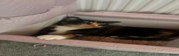 Mixed Breed cats for sale: 2 male, 4 female kittens are looking for home - Advert 3