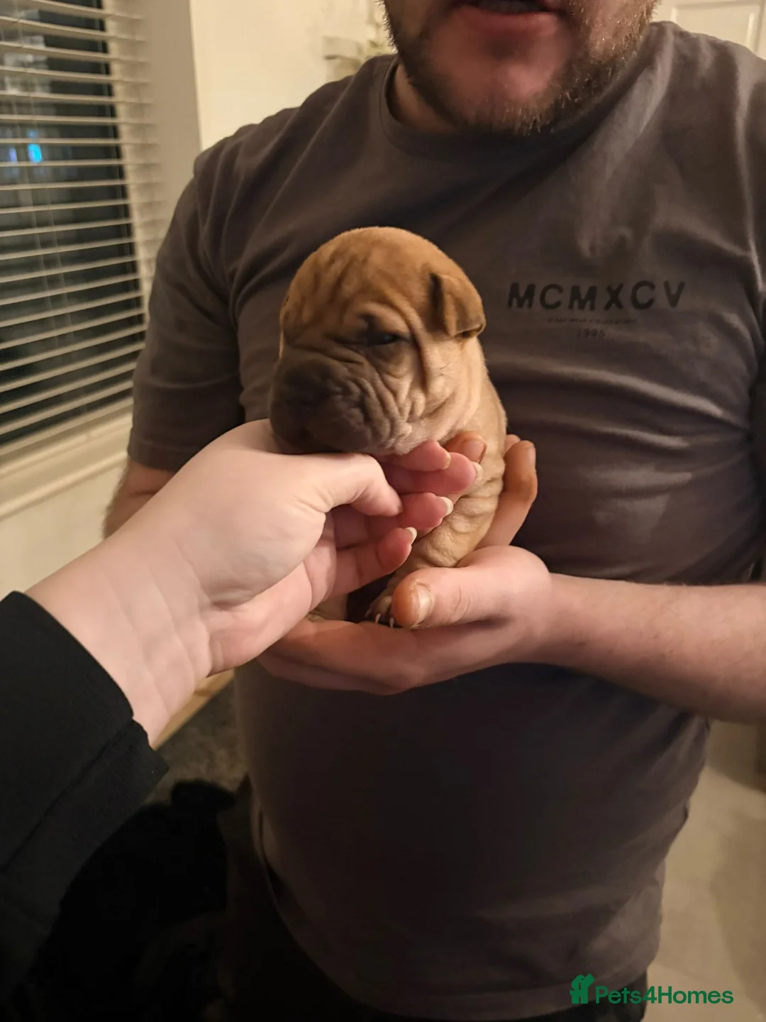Shar Pei dogs for sale: Shar Pei Puppies looking for forever homes - Advert 26