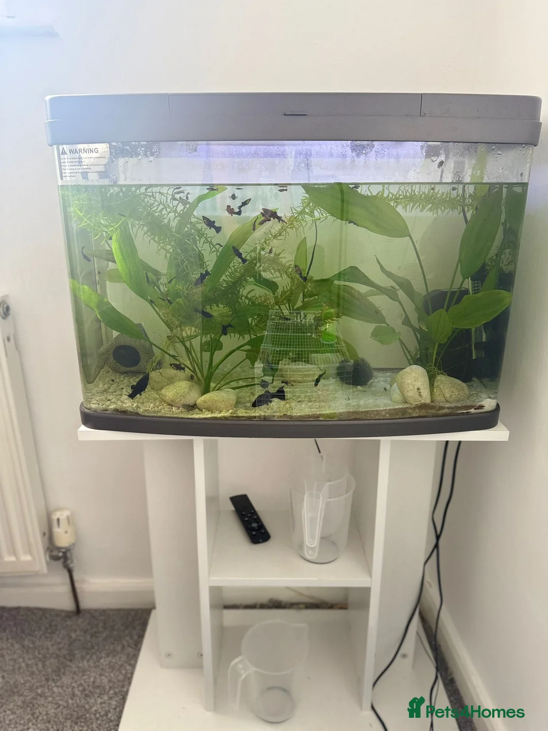 Mollies fish for sale: Molly Fish with full tank setup  - Advert 2