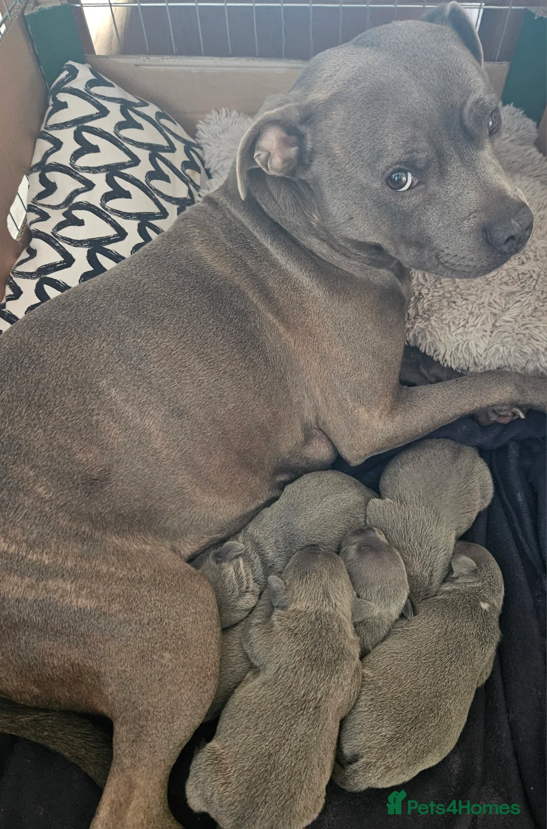 Staffordshire Bull Terrier dogs for sale: Blue staffordshire bull terrier pups - Advert 4