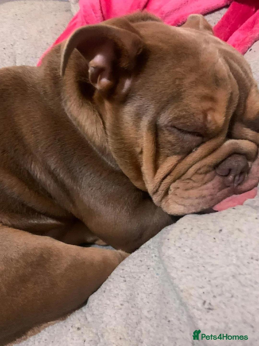 Olde English Bulldogge dogs for sale:  GEORGE Old English bulldog needs loving home - Advert 1