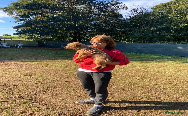 Freckles - a superb little girl, for a Loving Home