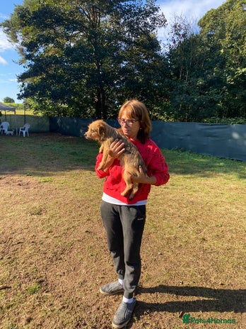 Freckles - a superb little girl, for a Loving Home