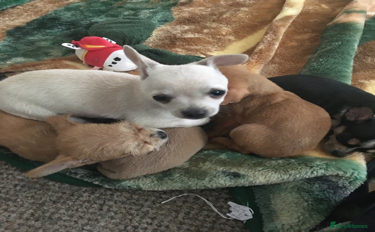 Chihuahua dogs - Advert 1