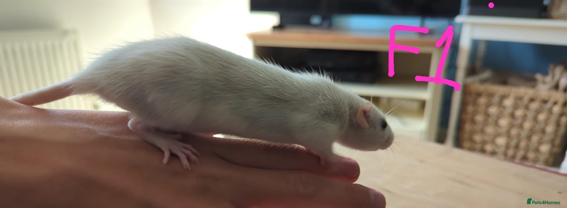 Rat rodents 10 super tame lovely rats normal and dwarf - Advert 1