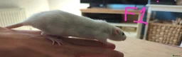 Rat rodents for sale: 10 super tame lovely rats normal and dwarf - Advert 1