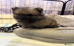 Pomeranian dogs for sale: Gorgeous Pomeranian puppies - Image 6