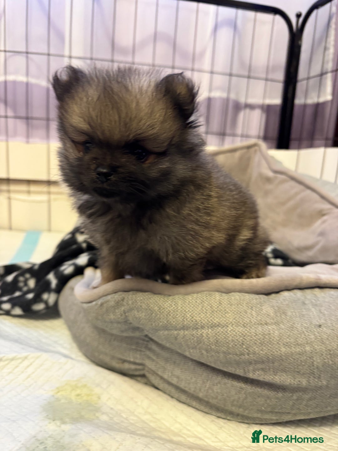 Pomeranian dogs for sale: Gorgeous Pomeranian puppies - Image 6