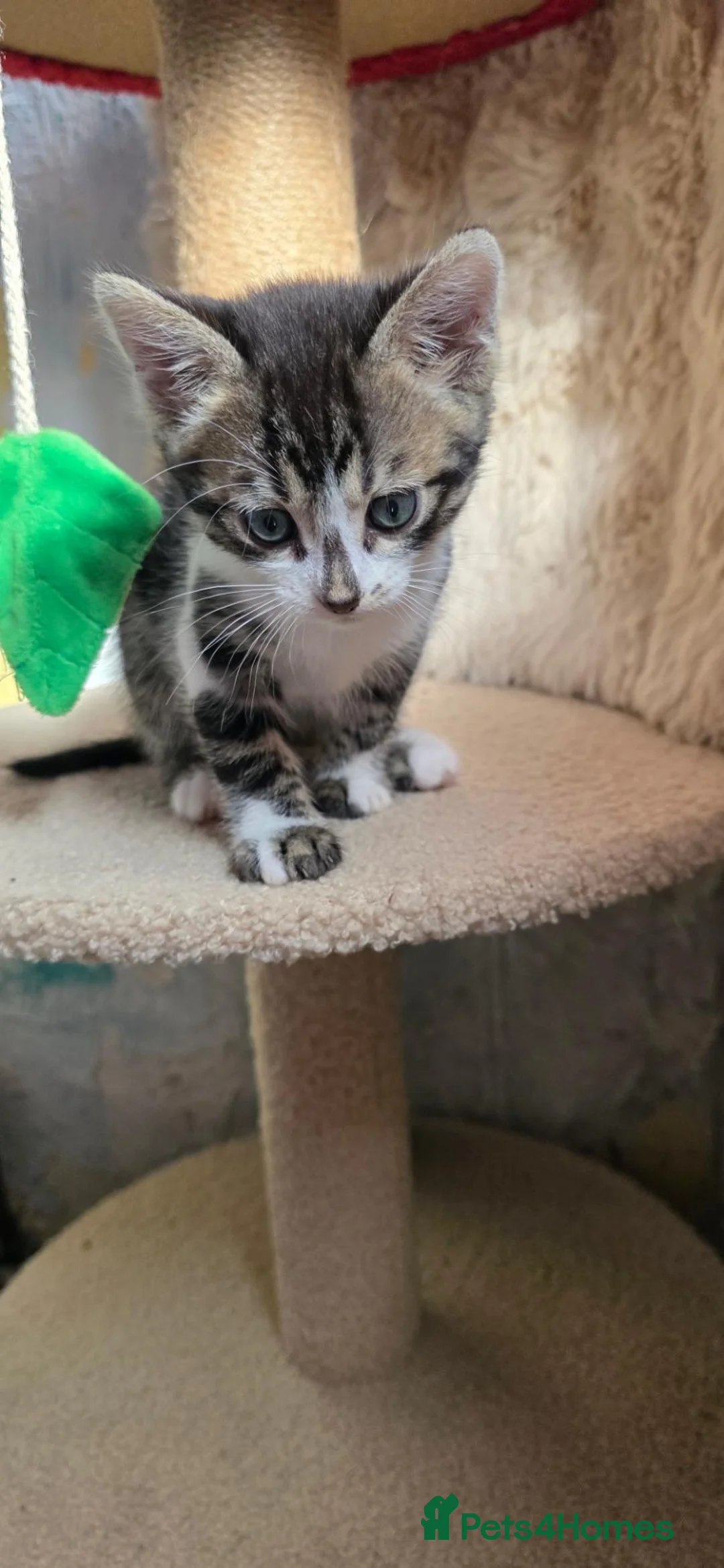 Mixed Breed cats for sale: Beautiful Bengal kittens,Exteptional Colour😻our - Advert 2