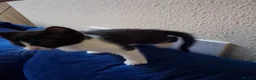 Mixed Breed cats for sale: 4 beautiful kittens  - Advert 9