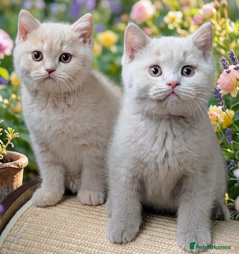 British Shorthair cats 💕Exceptional Cream British Shorthair Kittens💕💕 - Advert 7