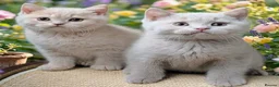 British Shorthair cats for sale: 💕Exceptional Cream British Shorthair Kittens💕💕 - Advert 1