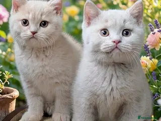 British Shorthair cats 💕Exceptional Cream British Shorthair Kittens💕💕 - Advert 7