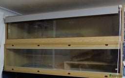 Bearded Dragon reptiles for sale: Male bearded dragon  - Advert 1