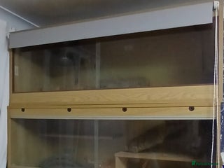 Bearded Dragon reptiles Male bearded dragon - Advert 1