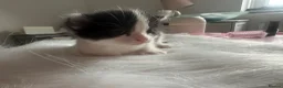 Mixed Breed cats for sale: 4 Kittens looking for homes  in Derby - Advert 3