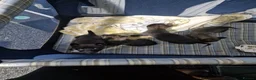 Belgian Shepherd Dog dogs for sale: We have 4 stunning Belgian Malinois puppies  - Advert 1