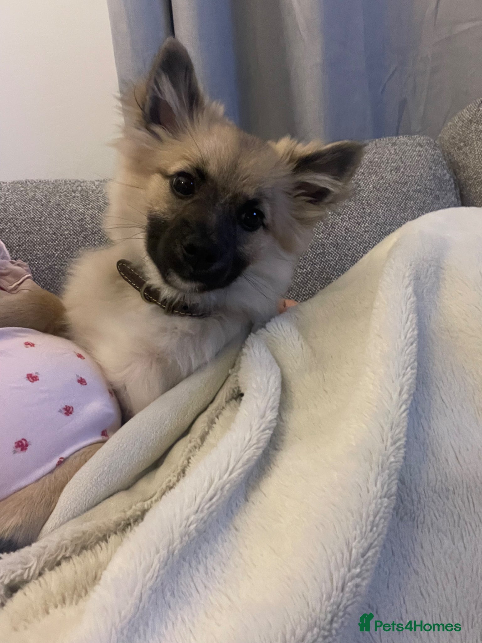 Mixed Breed dogs Pomeranian X spitz - Advert 1