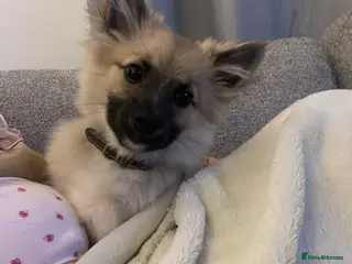 Mixed Breed dogs Pomeranian X spitz - Advert 1