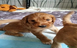 Cockapoo dogs for sale: Sweet and beautiful golden/red boy cockerpoo  - Image 1