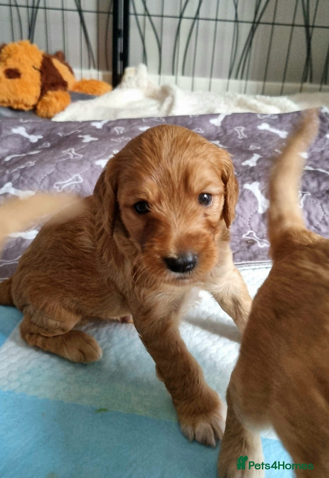 Cockapoo dogs for sale: Sweet and beautiful golden/red boy cockerpoo  - Image 1