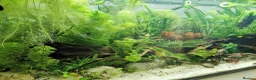Other/Mixed Breed fish for sale: 240lt pro aquascape aquarium + fish - Advert 2