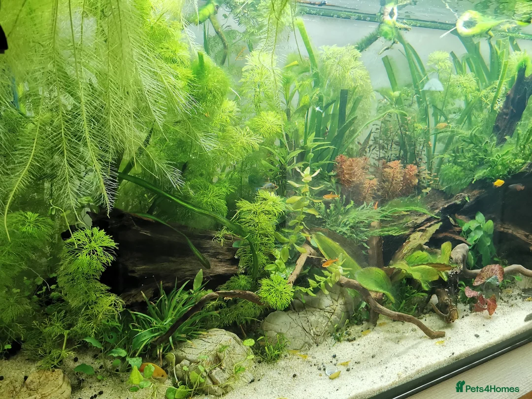 Other/Mixed Breed fish for sale: 240lt pro aquascape aquarium + fish - Advert 2