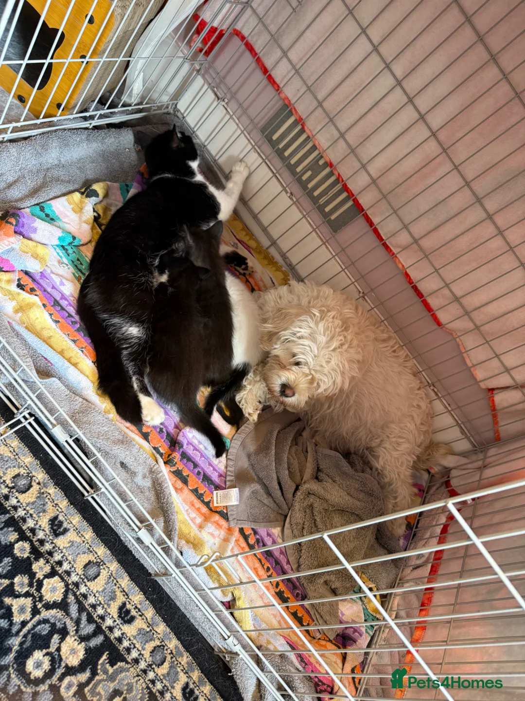 Domestic Shorthair cats for sale: Adorable kittens - Advert 2