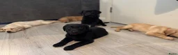Labrador Retriever dogs for sale: KC Labrador Pups, Champion Line, Health Tested - Advert 5