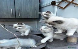 Ragdoll cats for sale: Male Ragdoll kittens - Image 4
