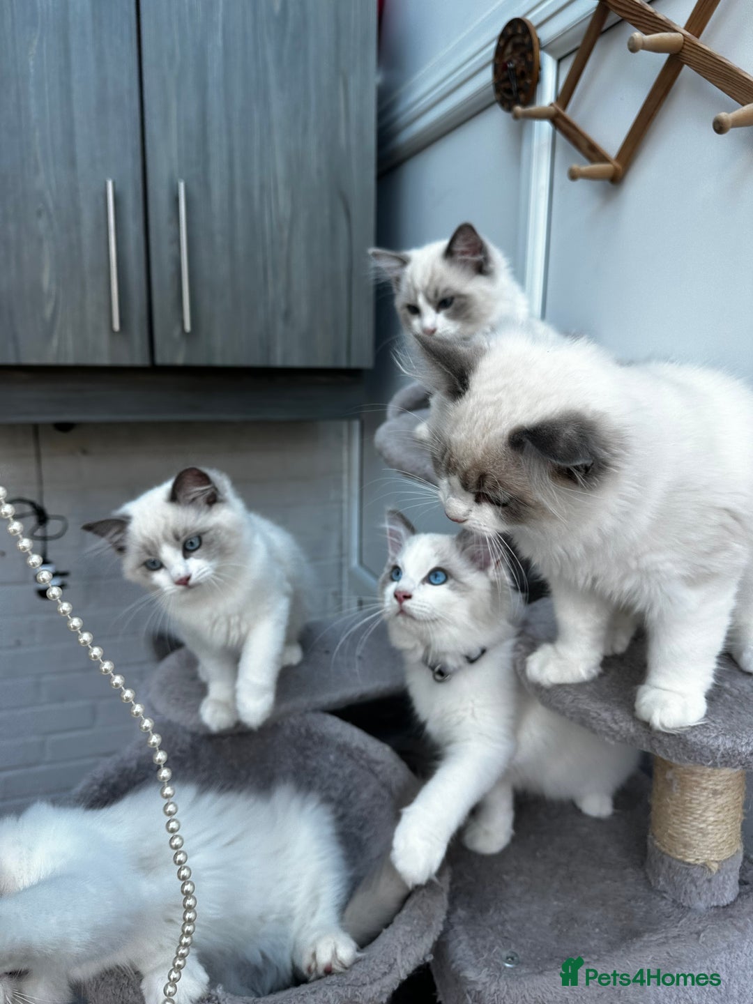 Ragdoll cats for sale: Male Ragdoll kittens - Image 4