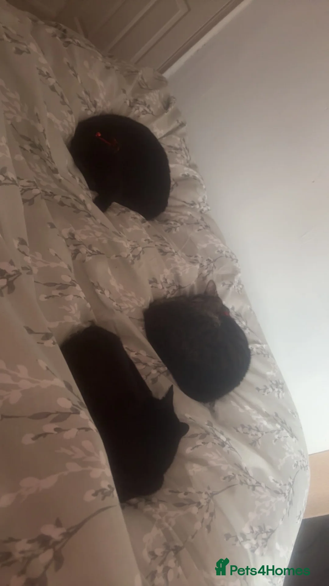 Mixed Breed cats for sale: 3 cats looking for a forever home  - Advert 12