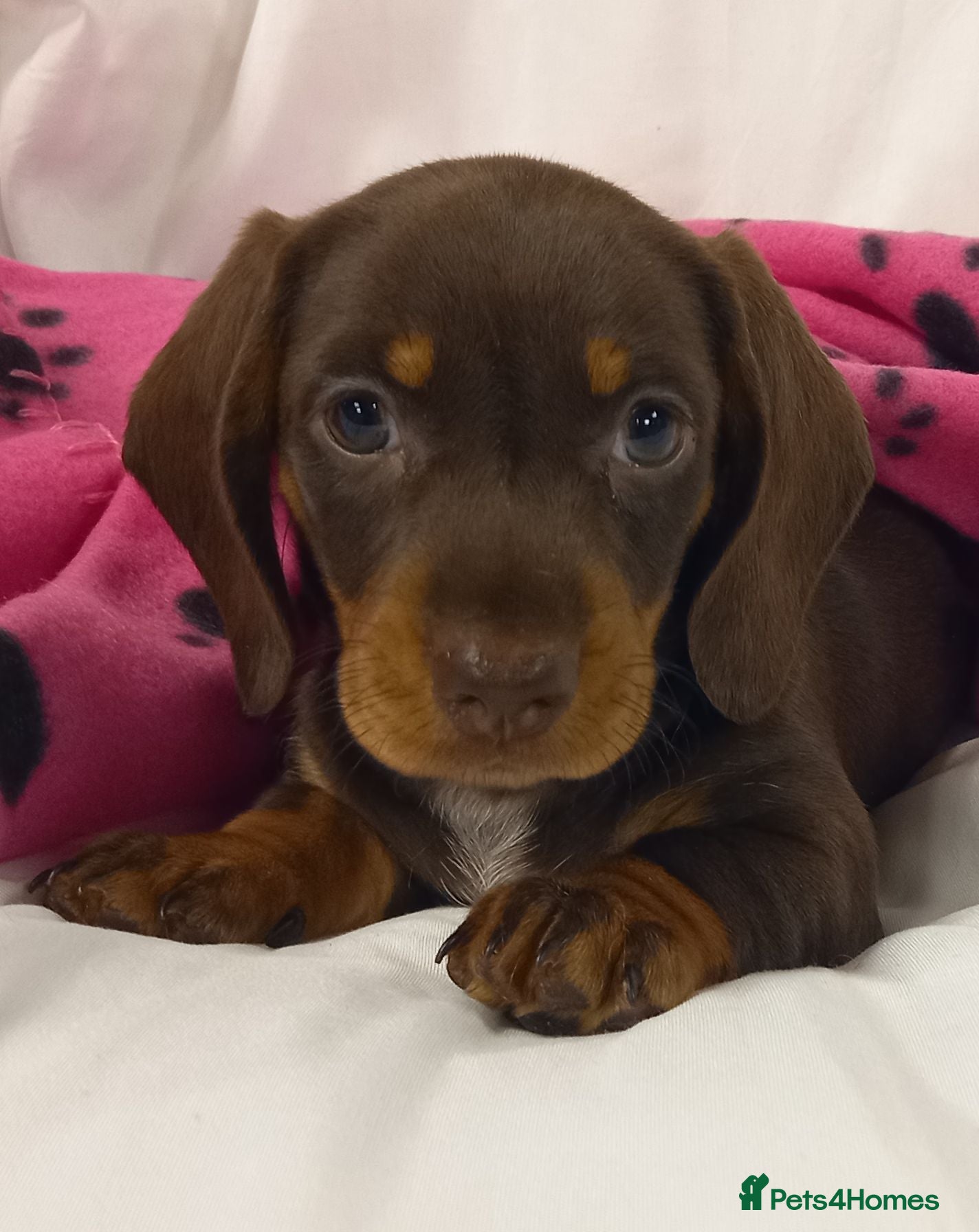 Miniature Dachshund dogs Kc reg mini dachshund last stunning little girl . - Advert 1