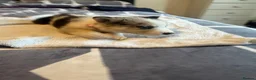 Mixed Breed dogs for sale: Blue Merle collie x husky  - Advert 11