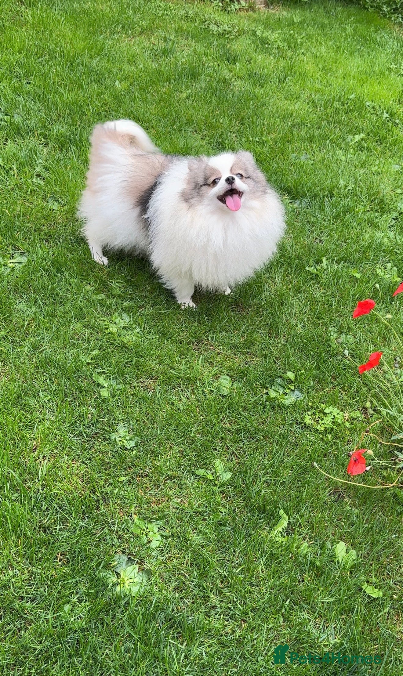 Pomeranian dogs 🧸Very beautiful girls 🌸🧸 - Advert 2