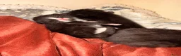 Bombay cats for sale: Beautiful tuxedo kittens  in Torquay - Advert 3