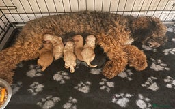 Poochon dogs for sale: Poochon boy - Image 4