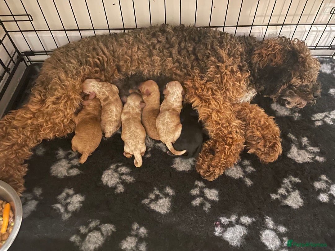 Poochon dogs for sale: Poochon boy - Image 4