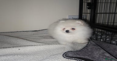 Pomeranian dogs - Advert 4