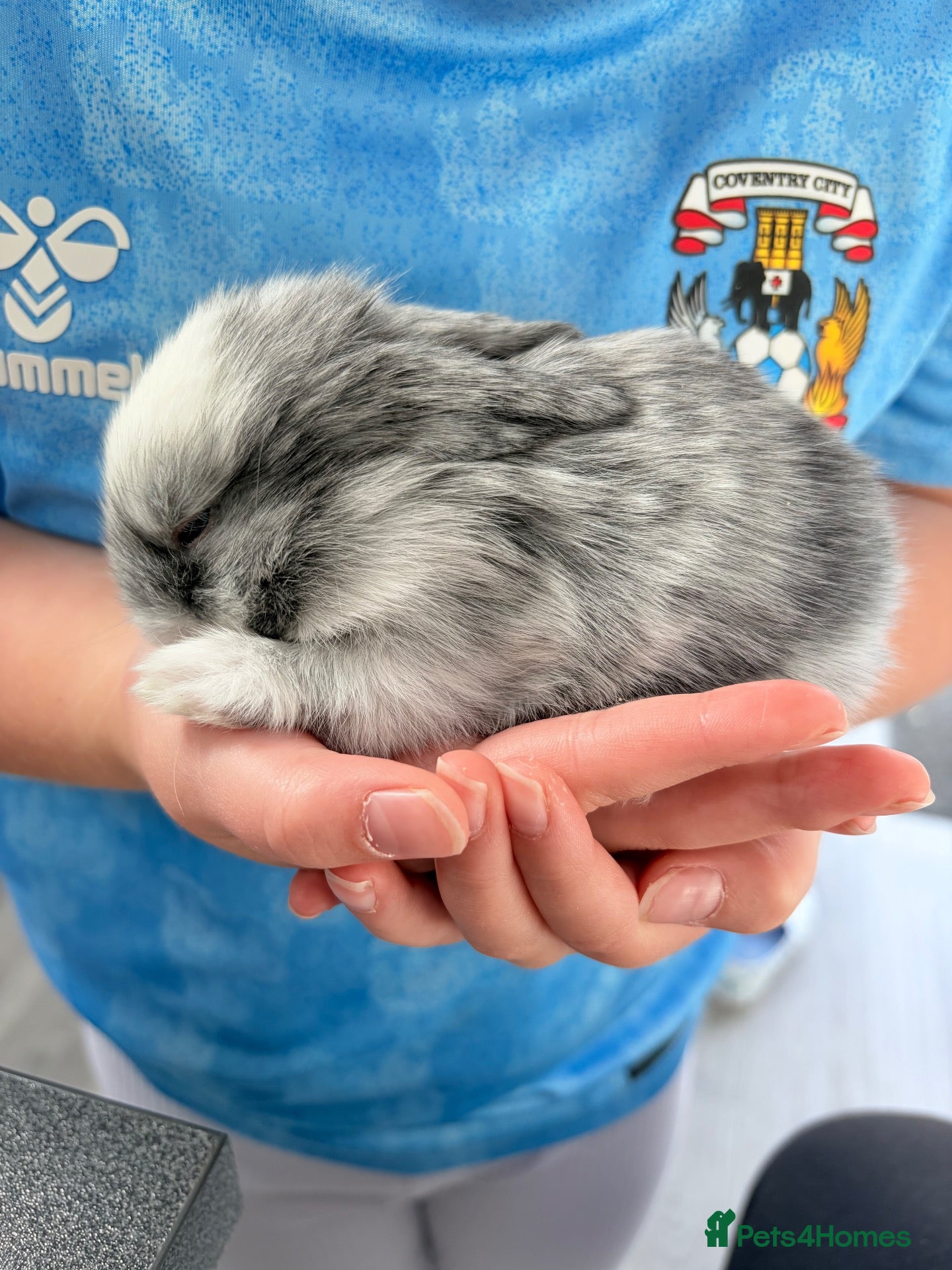 Mini Lop rabbits Female bunny available - Advert 19