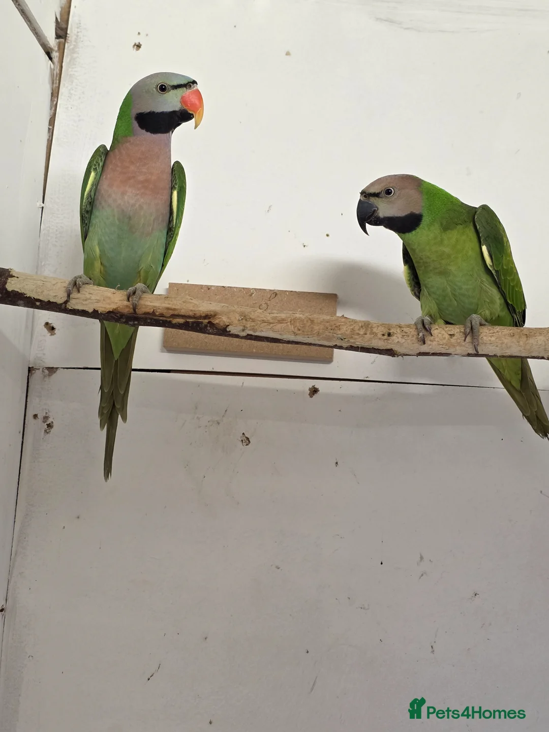 Parakeets birds for sale: Breeding Pair Mustache Parakeets - Advert 1